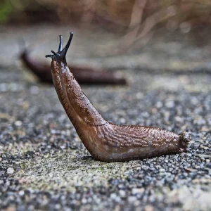 How To Get Rid Of Slugs: 9 Natural And Effective Solutions