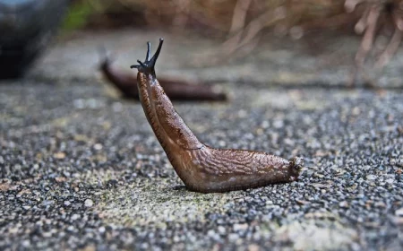 how to get rid of slugs slug on concreate half of its body in air