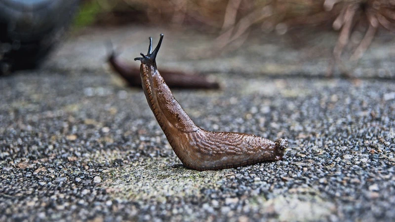 how to get rid of slugs slug on concreate half of its body in air