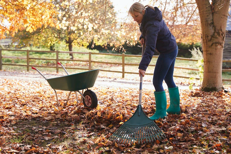 how to rake woman raking leaves