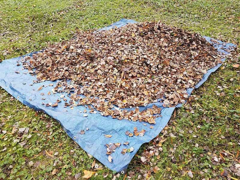 how to use a tarp to collect leaves