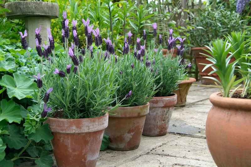 how to winterize lavender big potted lavender