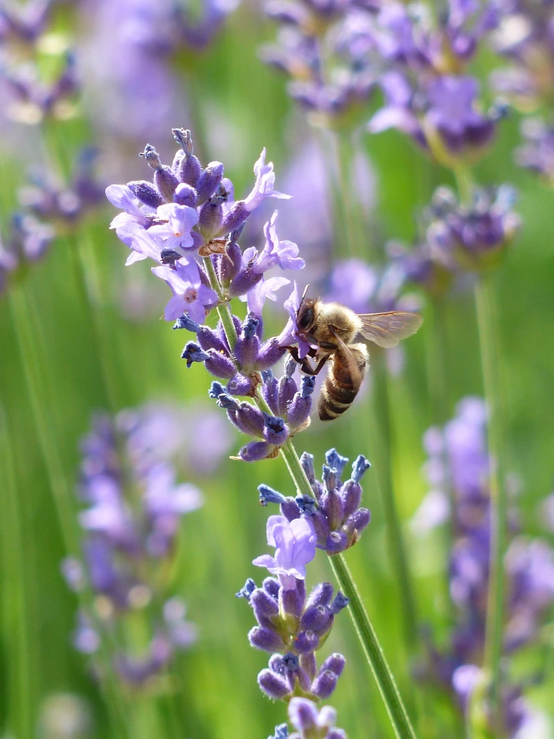 how to winterize lavender lavender plant with bee on it