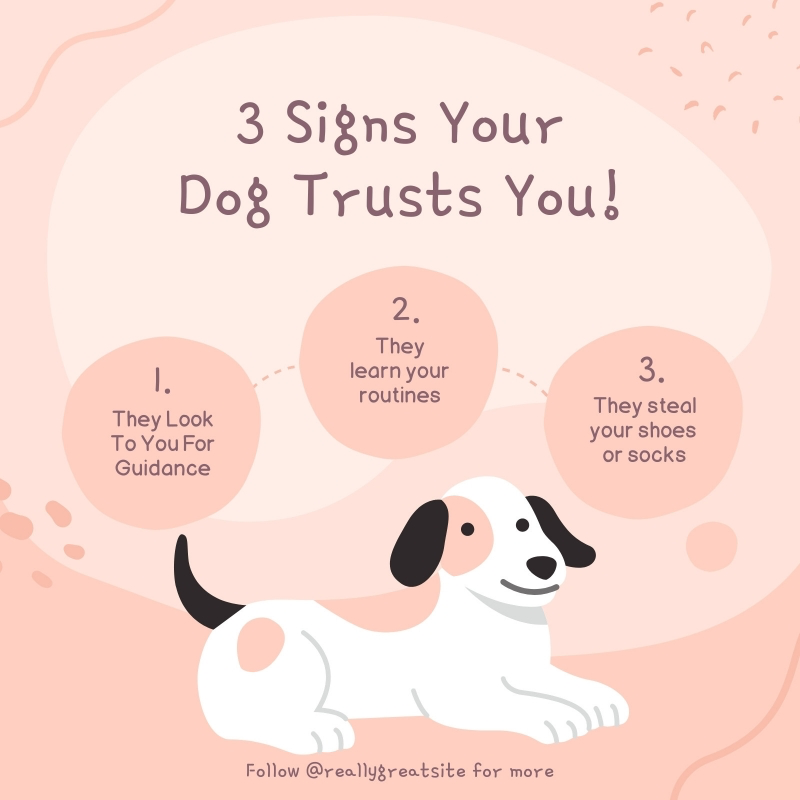 interesting things dogs know about you