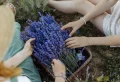 How To Winterize Lavender So It Thrives And Survives