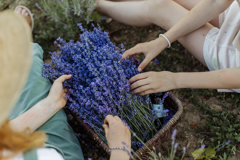 lavender in a wooden basket
