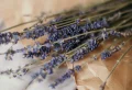 How To Winterize Lavender So It Thrives And Survives
