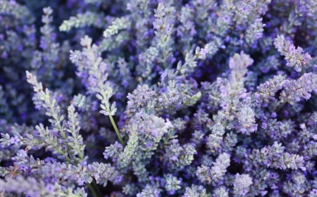 lavender up close shot