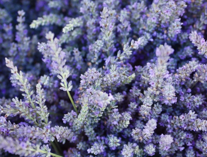 lavender up close shot