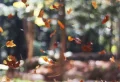 How To Rake Leaves The Right Way: 7 Tips To Save You Time
