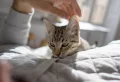 Is it OK to Let Your Cat Sleep in Bed With You? Pros & Cons