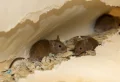 How To Get Rid Of Mice In Your Home: 5 Easy Methods
