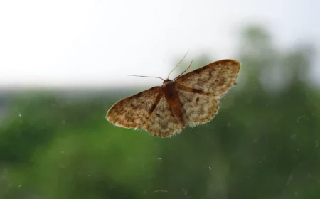 moth on a window