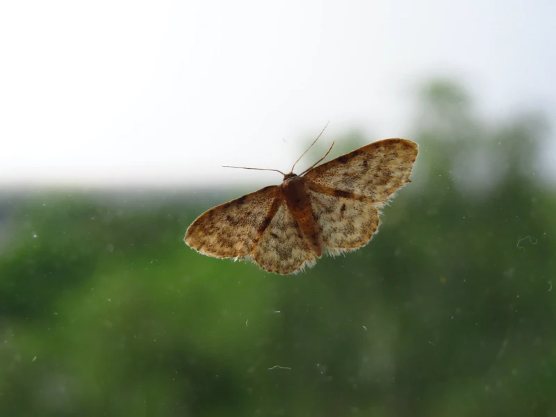 moth on a window