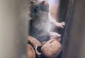How To Get Rid Of Mice In Your Home: 5 Easy Methods