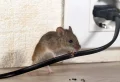 How To Get Rid Of Mice In Your Home: 5 Easy Methods