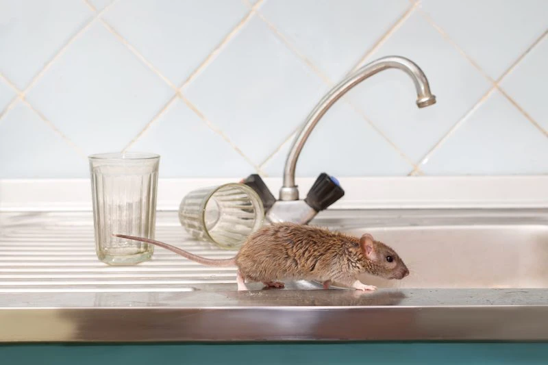 mouse running across the sink