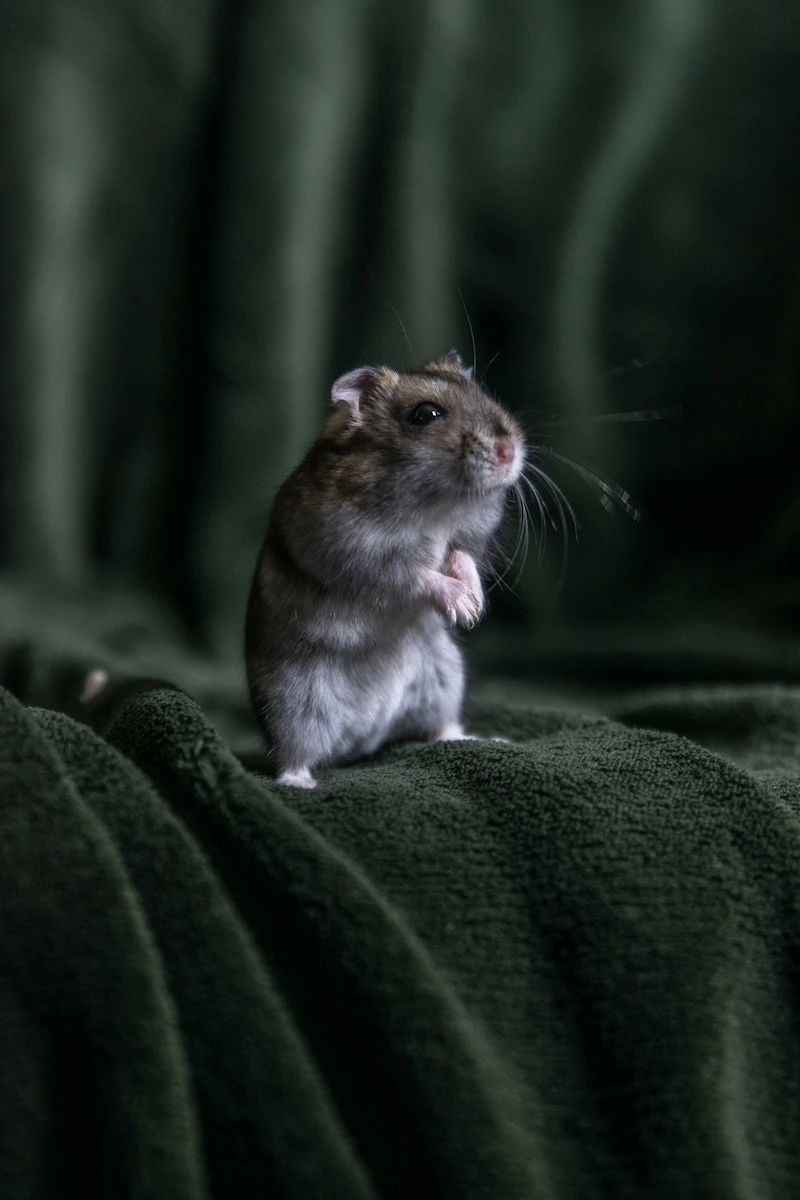 mouse standing on a blanket