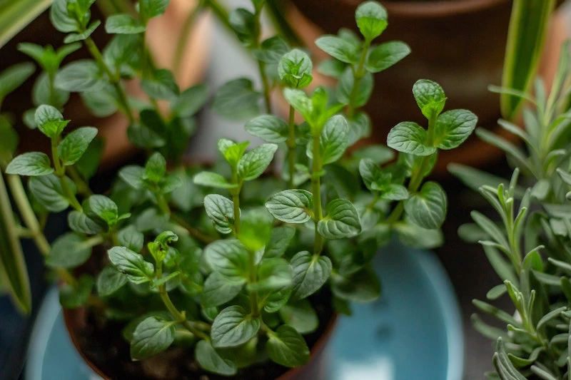 peppermint plant in a pot