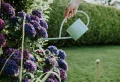 How To Prepare Your Hydrangeas For Winter The Right Way, According To Experts
