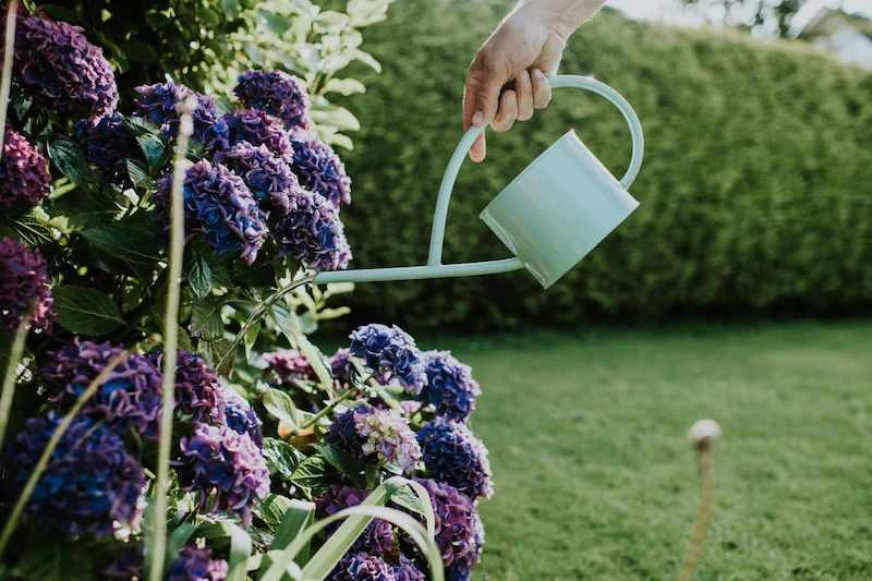 person watering hydrangea flowers