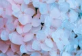 How To Prepare Your Hydrangeas For Winter The Right Way, According To Experts