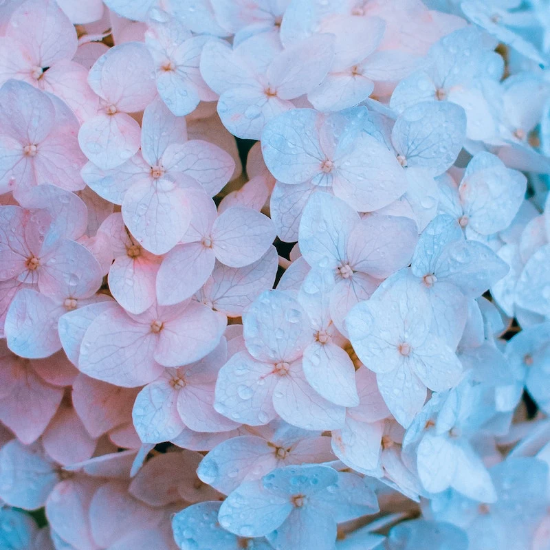 prepare hydrangeas for winter up close flowers of hydrangeas in pink blue and purple