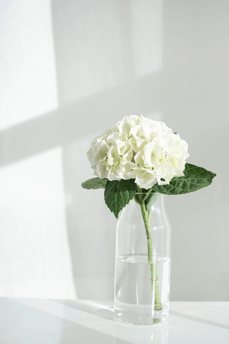 prepare hydrangeas for winter white hydrangea flower in vase