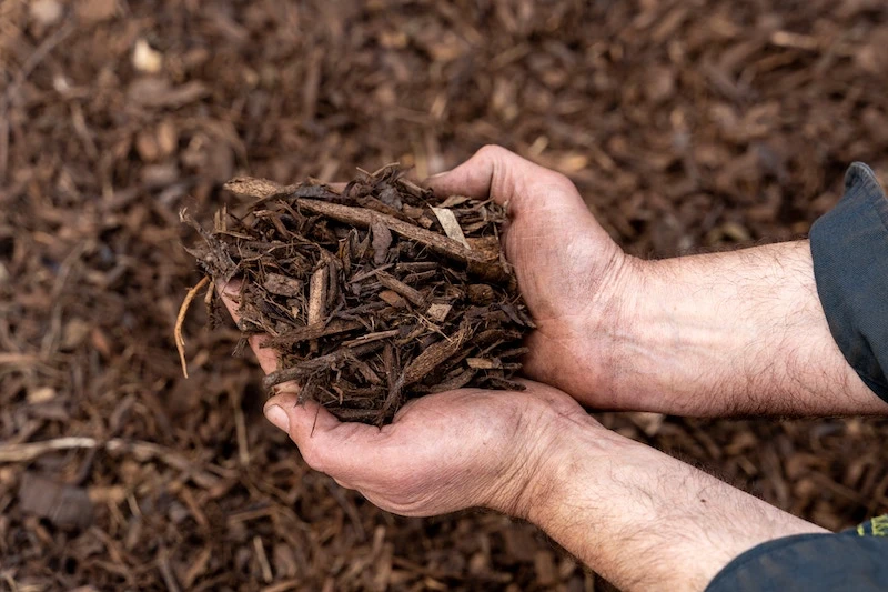 prepare your hydrangeas for winter brown mulch being held in hands