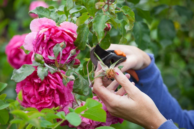 prepare your roses for winter person removing a dead head rose