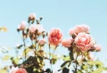 How To Best Prepare Your Roses For Winter