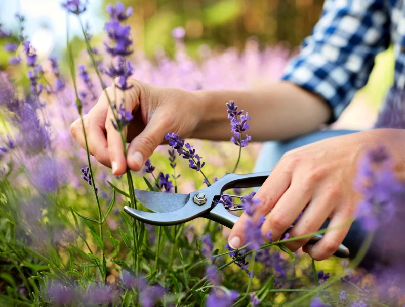 pruining lavender with scissors