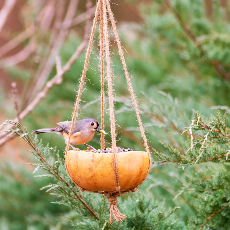 pumpkin bird feeder filled with seeds