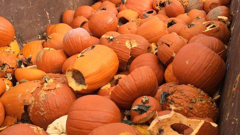 pumpkins being composted