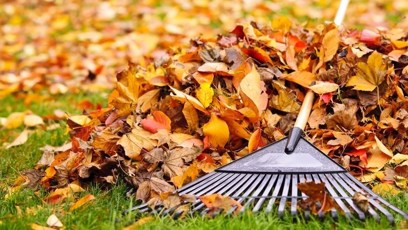 rake laying on top of leaf pile
