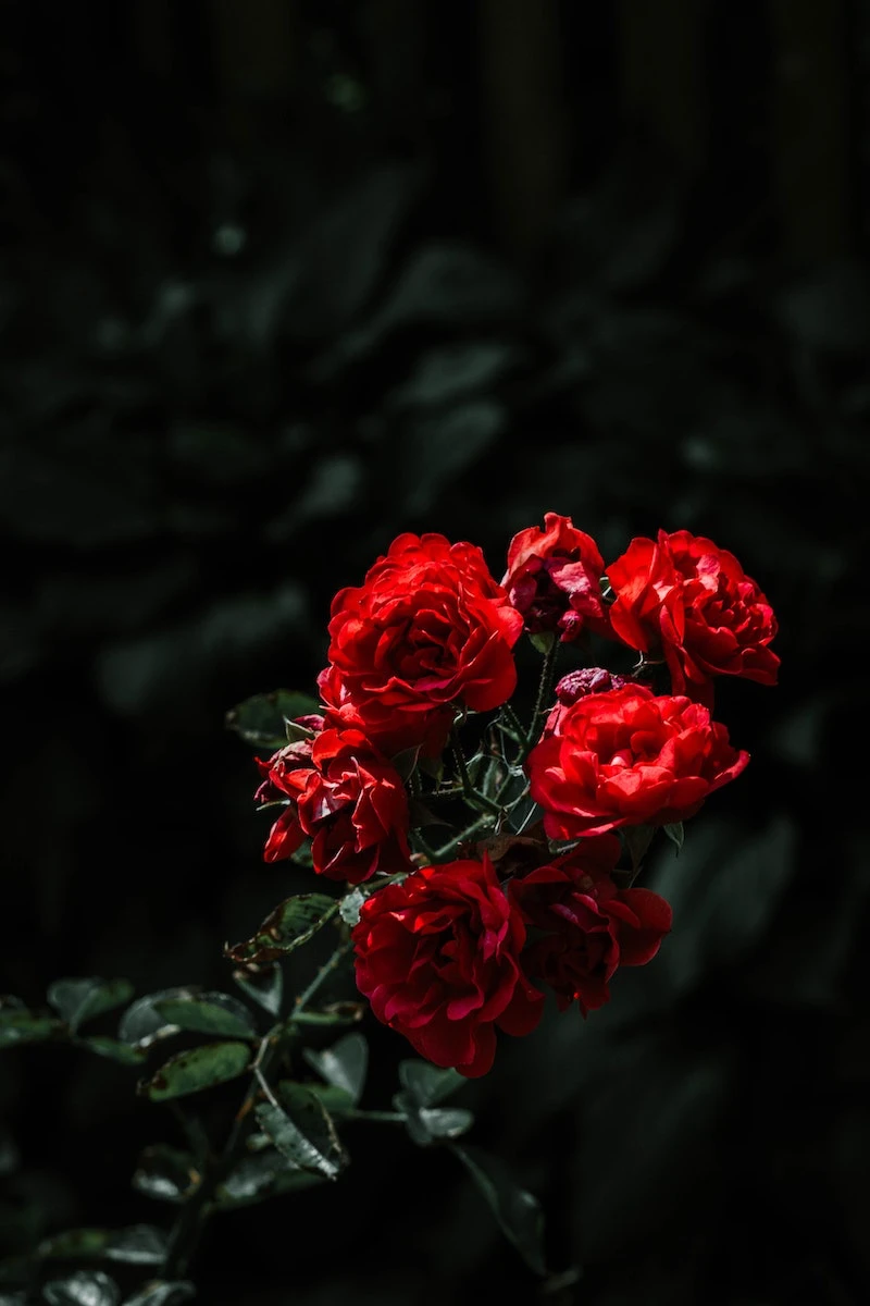 red roses on a bush in the garden