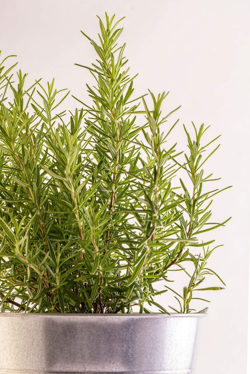 rosemary herbs to sow in autumn