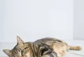 Is it OK to Let Your Cat Sleep in Bed With You? Pros & Cons