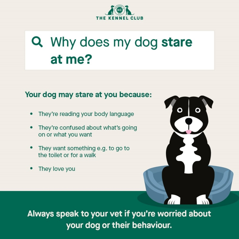 surprising things dogs know