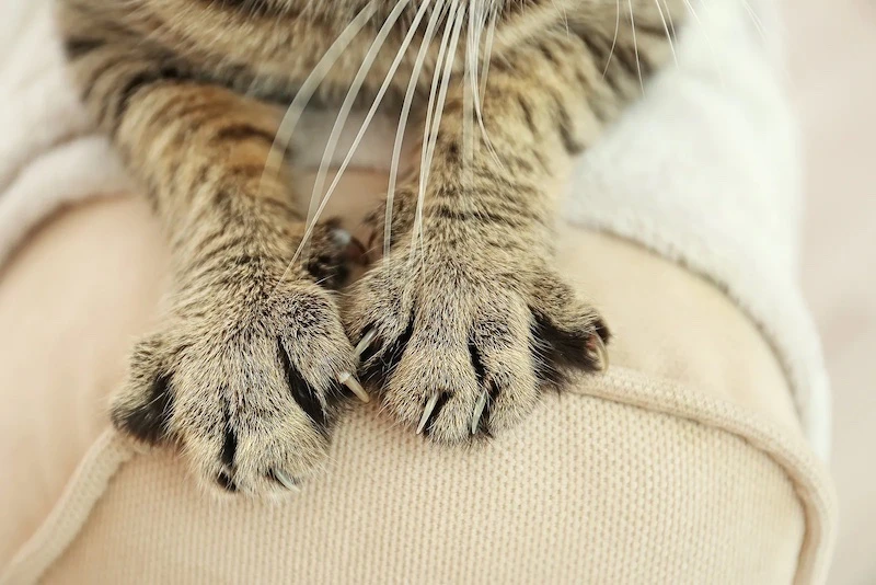 tabby cat claws on backrest
