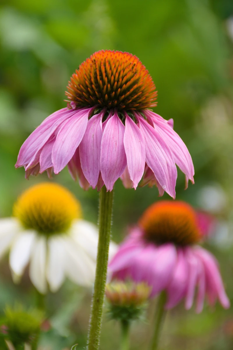 teas for a strong immune system echinacea flower