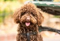 8 Surprising Things Your Dog Knows About You