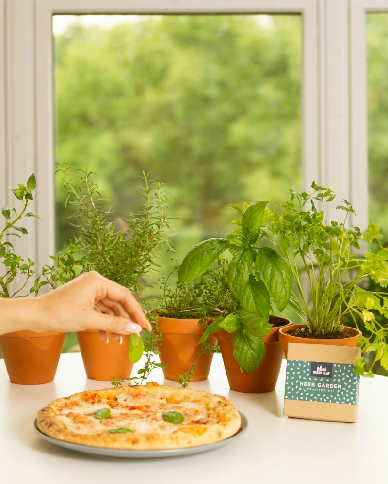 top 5 herbs to grow at home