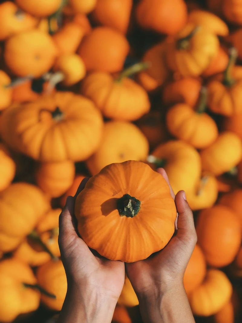 two hands holding a small pumpkin