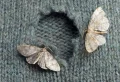 How To Get Rid Of Moths: 7 Effective Methods To Keep Them Away