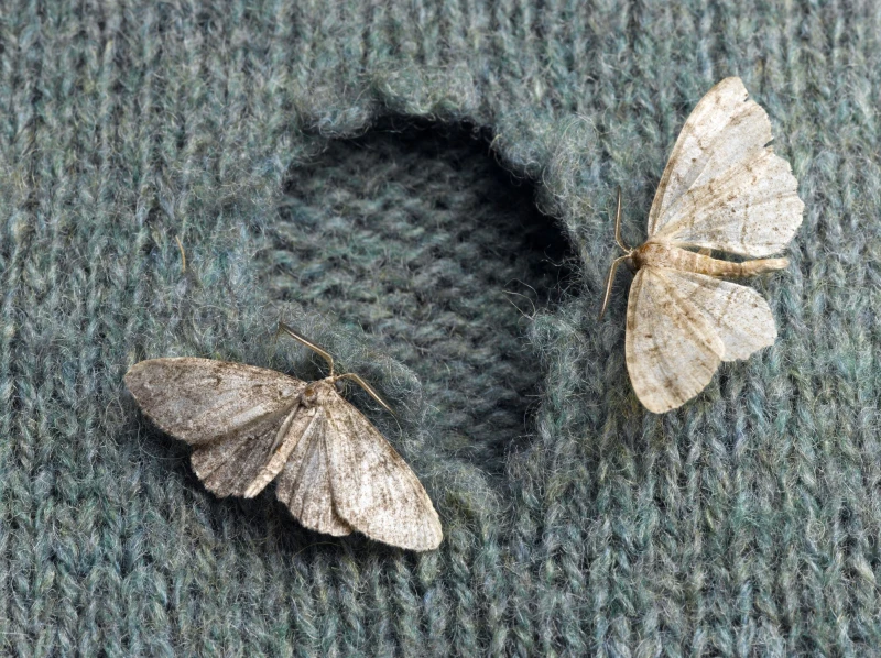 two moths on sweater with hole on it
