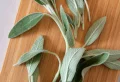 7 Useful Autumn Herbs You Can Easily Grow at Home