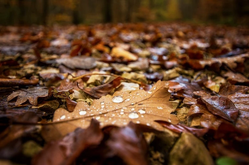 wet autumn leaves on the ground