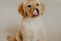 8 Surprising Things Your Dog Knows About You