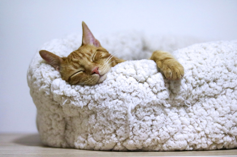why you shouldn't let your cat sleep in your bed